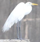 중대백로 from 68479 Oaxaca, Mexico on 2024년 02월 01일 (목) at 09:16 오전 by N.R. Jenzen-Jones · iNaturalist 중대백로 (Ardea... 