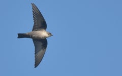 바위산제비 from 8365 Pêra, Portugal on 2024년 02월 03일... by Luis Santos · iNaturalist 바위산제비 (Ptyonoprogne rupestris)