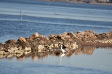 쇠백로 from 34200 Sète, France on 2024년 02월 03일 (토) at 01:36 오후 by Franck Cabot · iNaturalist 쇠백로 (Egretta garzetta)