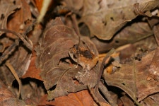 Raorchestes parvulus from R9F8+P62 Phanoen Thung Campsite, Tambon Huai Mae Priang, Amphoe Kaeng Krachan, Chang Wat Phetchaburi... 