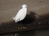 쇠백로 from Shinkawacho, Koshigaya, Saitama 343-0852, Japan on 2024년 02월 08일 (목) at 09:08 오전 by belvedere04. Japanese name... 