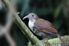 Erythrogenys hypoleucos hypoleucos from Dehing Patkai WLS, Assam on 2016년 03월 24일 (목) by porag ·  iNaturalist  Subspecies... 