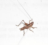 Prairie Meadow Katydid (Orthoptera of Iowa) · iNaturalist