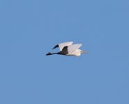 중대백로 from Holløse bredning, 3200 Helsinge, Denmark on 2024년 02월 17일 (토) at 10:52 오전 by bja2800dk · iNaturalist... 