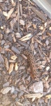 담배거세미나방 from Logan Reserve QLD 4133, Australia on 2024년 02월 22일 (목) at 08:13 오전 by Hiraeth · iNaturalist... 