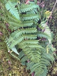 Dryopteris marginalis from Chief Logan State Park, Chapmanville, WV, US on 2024년 02월 21일 (수) at 04:38 오후 by Rodney... 