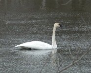 Cygnus buccinator from Sheffield Bridge Road, Lennox and Addington County, ON, Canada on 2024년 02월 25일 (일) at 09:54 오전... 