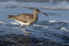 중부리도요 from Anza 80000, Morocco on 2024년 02월 25일... 오전 by Victor Beccari · iNaturalist 중부리도요 (Numenius phaeopus)