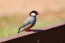 문조 in 2월 2024 by Justin Bull · iNaturalist 문조 (Padda oryzivora)