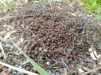 목장개미 from 3271 Trobni Dol, Slovenia on 2019년 03월 15일 (금) at 01:28 오후 by Davide Savaris · iNaturalist 목장개미... 