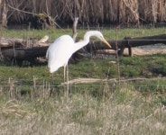 중대백로 from 55 Udenheim, Germany on 2024년 03월 03일 (일) at 09:13 오전 by redhat · iNaturalist 중대백로 (Ardea alba)