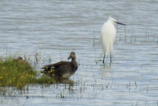 쇠백로 from Seda, 7440, Portugal on 2024년 03월 03일 (일) at 03:51 오후 by David Pereira · iNaturalist 쇠백로 (Egretta garzetta)