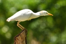 황로 from 32000 Las Terrenas, Dominikanische Republik on 2022년 04월 16일 (토) at 05:19 오후 by Frank Hartmann · iNaturalist... 