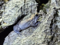 Kaloula pulchra from 云南省西双版纳傣族自治州勐腊县勐仑镇G8511昆磨高速 on 2024년 03월 06일 (수) at 08:53 오후 by... 