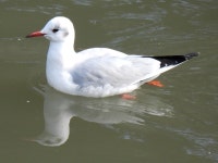 붉은부리갈매기 from Katase, Fujisawa, Kanagawa 251-0032... iNaturalist 붉은부리갈매기 (Chroicocephalus ridibundus)