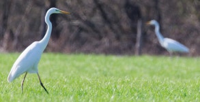 중대백로 from 73 Urbach, Deutschland on 2024년 03월 09일 (토) at 01:31 오후 by Patrick Hofmann · iNaturalist 중대백로 (Ardea... 