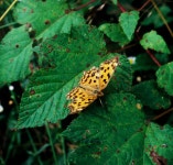 네발나비 from South Korea, Okcheon-gun, Chungcheongbuk-do... (일) by Oleg Kosterin · iNaturalist 네발나비 (Polygonia c-aureum)
