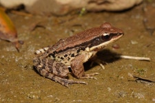 Hylarana latouchii from 金溪路, 常州市, 江苏省, CN on 2024년 03월 14일 (목) at 07:18 오후 by nnudwyane · iNaturalist... 