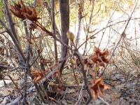 Rhododendron occidentale from Mount San Jacinto State Park And Wilderness - Headquarters, Idyllwild, CA, US on 2024년 03월 14일... 