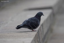 집비둘기 from Центральный... Алёна Фионина · iNaturalist 집비둘기 (Variety Columba livia domestica)