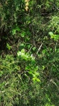Simple leaves run up and down stem. Wrapped around various tr... · iNaturalist 인동 (Lonicera japonica)