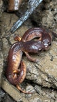 Ensatina eschscholtzii from Upper Long Ranch Trail, Umpqua, OR, US on 2024년 03월 23일 (토) at 12:50 오후 by jwlowe... 