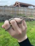 Virginia striatula from Cowhand Dr, Harker Heights, TX, US on 2024년 03월 23일 (토) at 06:28 오후 by DragonDrew7... 