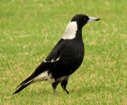 Playing Fields-South Creek Park, St. Marys on 2016년 04월 28일 (목) by Victor W Fazio III · iNaturalist Gymnorhina tibicen