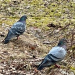 집비둘기 from Hovinsaari, Kotka, 09, FI on 2024년 03월 30일... by Tuija · iNaturalist 집비둘기 (Variety Columba livia domestica)