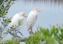 황로 from Wakulla County, FL, USA on 2024년 03월 27일 (수) at 01:37 오후 by hollyyoung. St Marks NWR · iNaturalist 황로... 