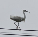 쇠백로 from 81 Hama, Maizuru, Kyoto 625-0036, Japan on 2024년 04월 05일 (금) at 01:38 오후 by okkaywarner · iNaturalist... 