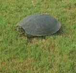 붉은귀거북 from CFJG+H5 Cannonball Tree Path, Hussain Sagar, Khairtabad, Hyderabad, Telangana 500003, India on 2024년 04월 06일... 