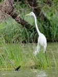 중대백로 from Seagoville, TX 75159, USA on 2024년 04월 06일 (토) at 03:51 오후 by Matthew Stepanek · iNaturalist 중대백로... 