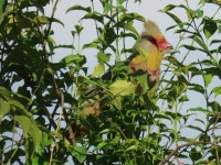 Urocolius indicus indicus from Riebeeck Kasteel, Riebeek-Kasteel, 7307, South Africa on 2024년 03월 31일 (일) at 09:09 오전... 