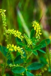 좀전동싸리 from Stanislaus County, CA, USA on 2024년 04월... 오후 by Philip Fiorio · iNaturalist 좀전동싸리 (Melilotus indicus)