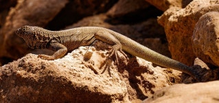 Microlophus theresioides from Santa Rosa, Alto Hospicio, Tarapacá Region, CL on 2024년 03월 27일 (수) at 12:04 오후 by... 