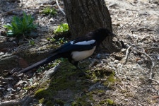 2(i)-ga, Jung-gu, Seoul, South Korea on 2024년 04월 01일 (월) at 09:49 오전 by Lumin Ong · iNaturalist 까치 (Pica serica)