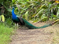 인도공작 from Mauis Garden of Eden, Haiku, HI, US on 2024년... at 12:27 오후 by armana · iNaturalist 인도공작 (Pavo cristatus)