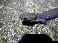 Ambystoma laterale in 4월 2024 by Tulipifera-ike · iNaturalist Ambystoma laterale