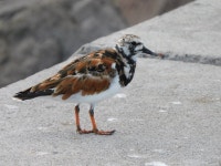꼬까도요 from 聖克里斯多福及尼維斯查爾斯敦 on 2024년... by Cheng-wei, Liu (Jack) · iNaturalist 꼬까도요 (Arenaria interpres)