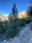 Pinus monophylla from Sequoia &amp; Kings Canyon Wilderness, Miramonte, CA, US on 2023년 09월 16일 (토) at 09:19 오전 by owen... 