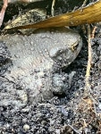 Bufo bufo from Avenue Monsieur, Brunoy, Île-de-France, FR on 2024년 04월 16일 (화) at 03:48 오후 by ortie75 · iNaturalist... 