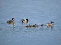청둥오리 from Sunnyvale Baylands, CA, USA on 2019년 04월... 오전 by Anne Parsons · iNaturalist 청둥오리 (Anas platyrhynchos)