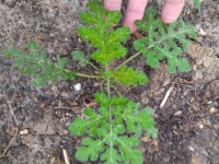 Solanum rostratum from Kemah, TX, USA on 2024년 04월 17일 (수) at 08:49 오전 by davisclay · iNaturalist Solanum rostratum