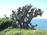 왕선인장 from Florianópolis, State of Santa Catarina, Brazil... 오후 by agujaceratops · iNaturalist 왕선인장 (Opuntia monacantha)