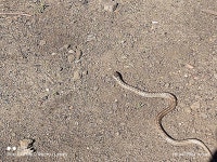 Coronella austriaca from Montejo de la Sierra, 28190, Madrid, España on 2024년 04월 18일 (목) at 05:58 오후 by rollatri... 