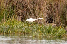 중대백로 from Wye SA 5291, Australia on 2024년 04월 16일 (화) at 09:15 오전 by Graham Possingham · iNaturalist 중대백로... 