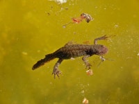 Ichthyosaura alpestris alpestris from Provincia autonoma di Trento, Italia on 2024년 04월 20일 (토) at 01:48 오후 by Eros... 