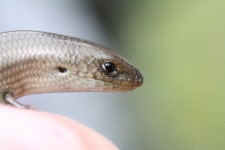 Chalcides striatus from 7300 Reguengo, Portugal on 2024년 03월 23일 (토) by Gabriel da Cruz · iNaturalist Chalcides striatus