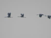 검은목두루미 from Бориспільський район... at 09:16 오전 by irunaortik · iNaturalist 검은목두루미 (Grus grus)